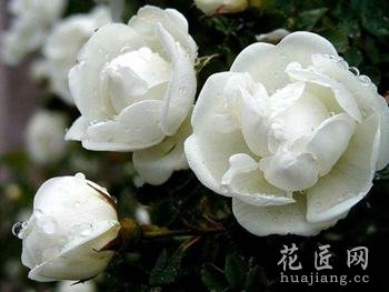 白蔷薇花语是什么？